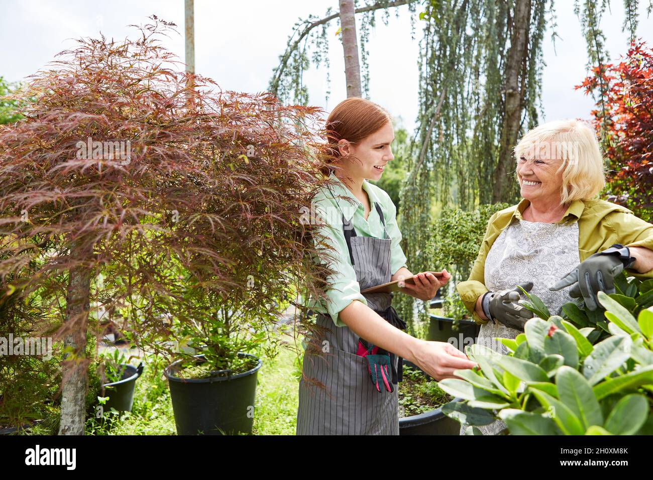Le jardinier stagiaire et le chef du jardinage discutent de l'élevage des plantes dans le centre du jardin Banque D'Images