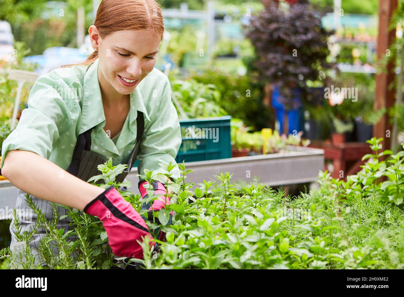 Jeune femme en tant que fleuriste stagiaire en soin des plantes dans une pépinière ou un centre de jardin Banque D'Images