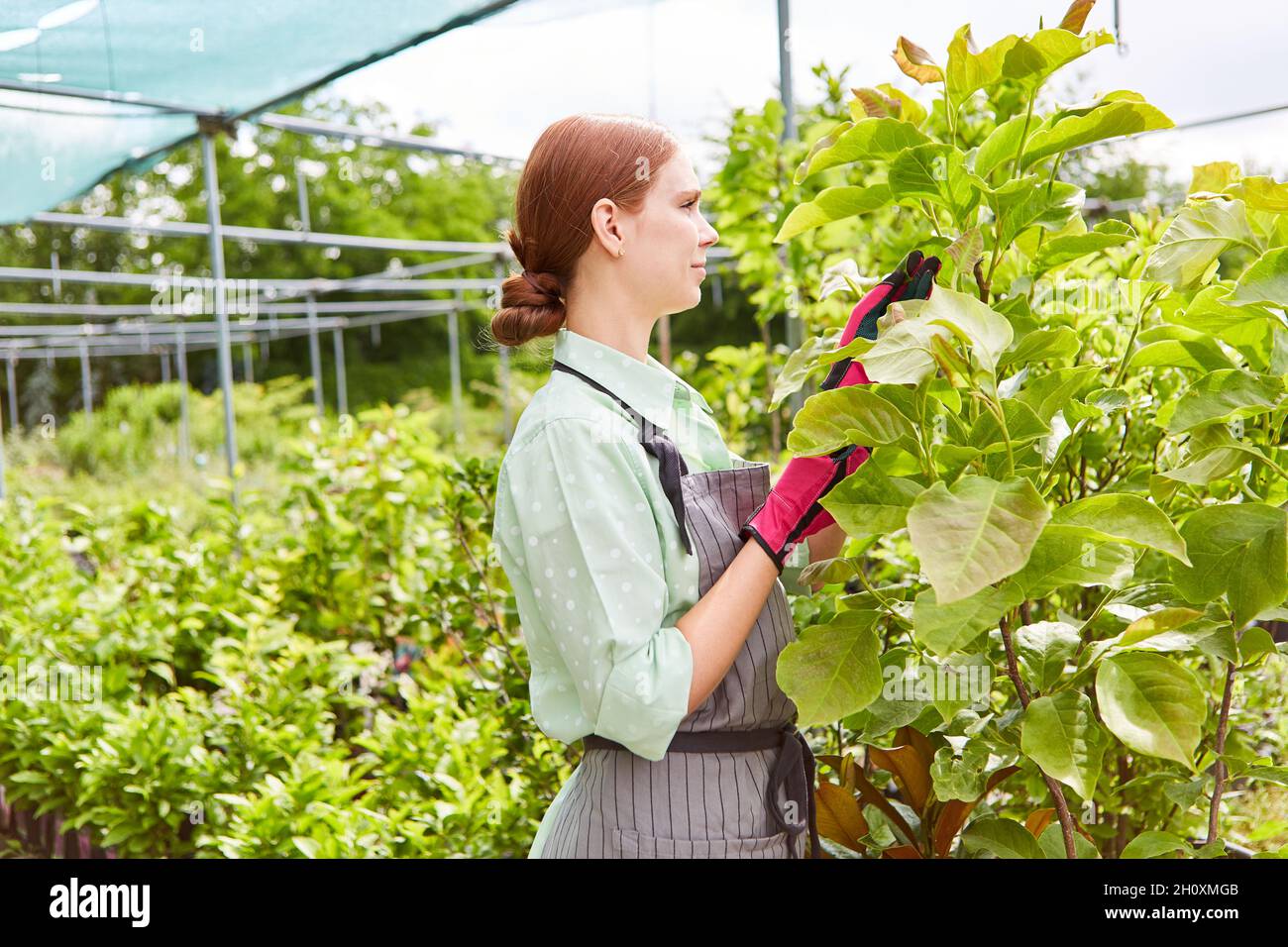 Jeune jardinier s'occupant et vérifiant des plantes dans une pépinière Banque D'Images
