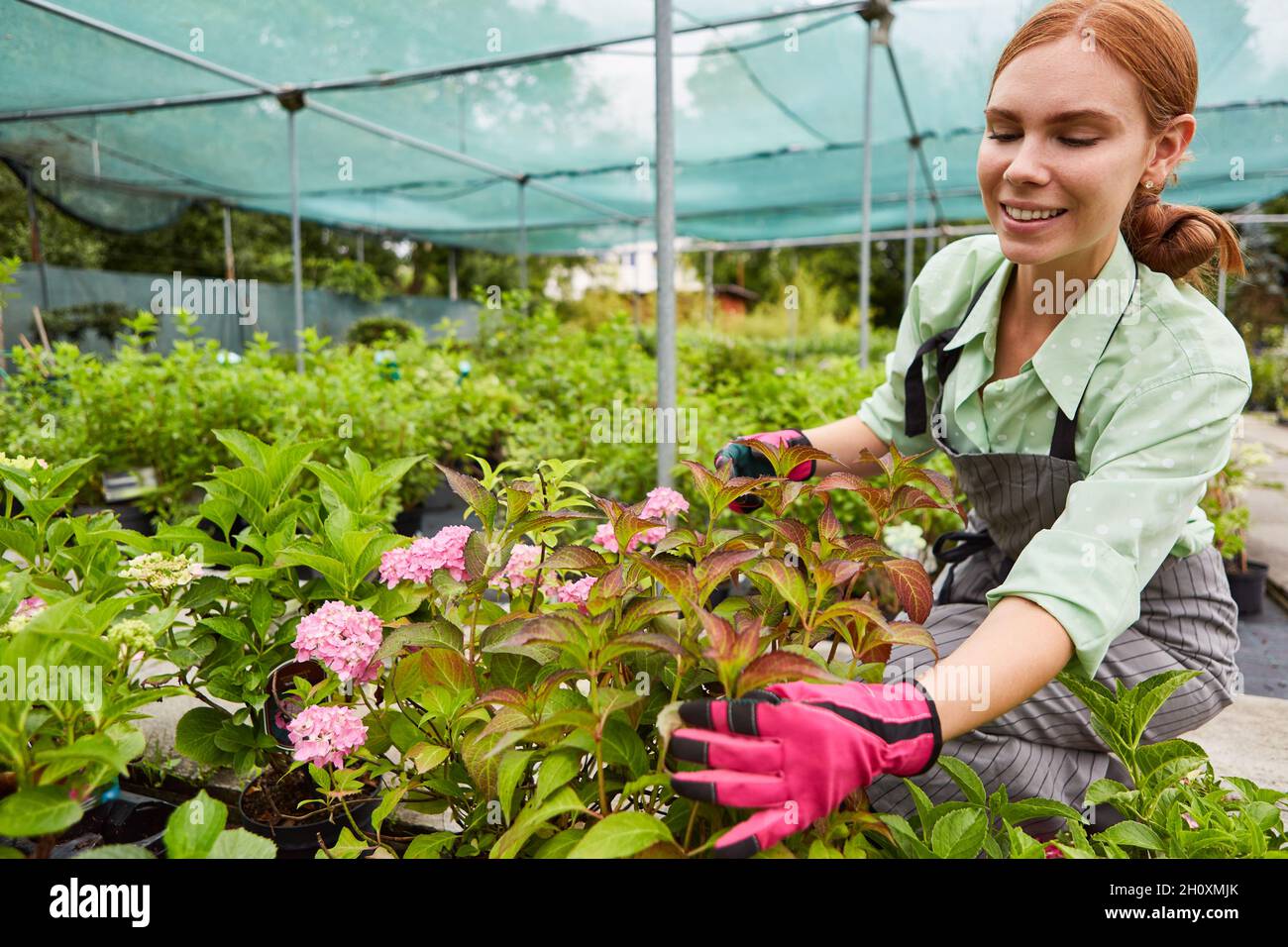 Jardinier stagiaire prenant soin des plantes et des fleurs dans la serre de pépinière Banque D'Images
