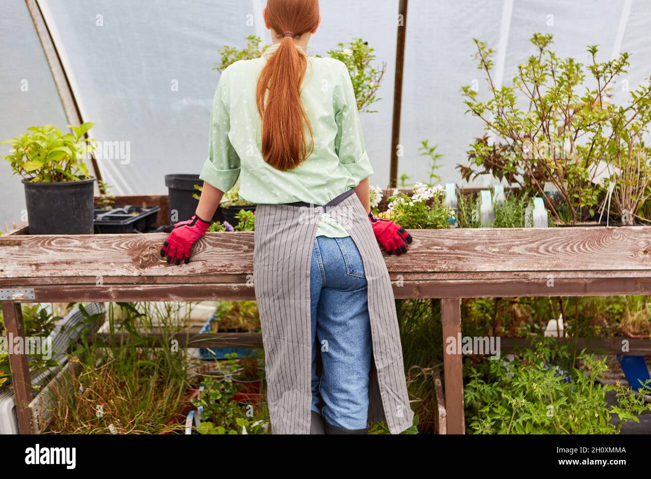 Jardinier stagiaire au travail prenant soin des plantes dans la serre d'une pépinière Banque D'Images