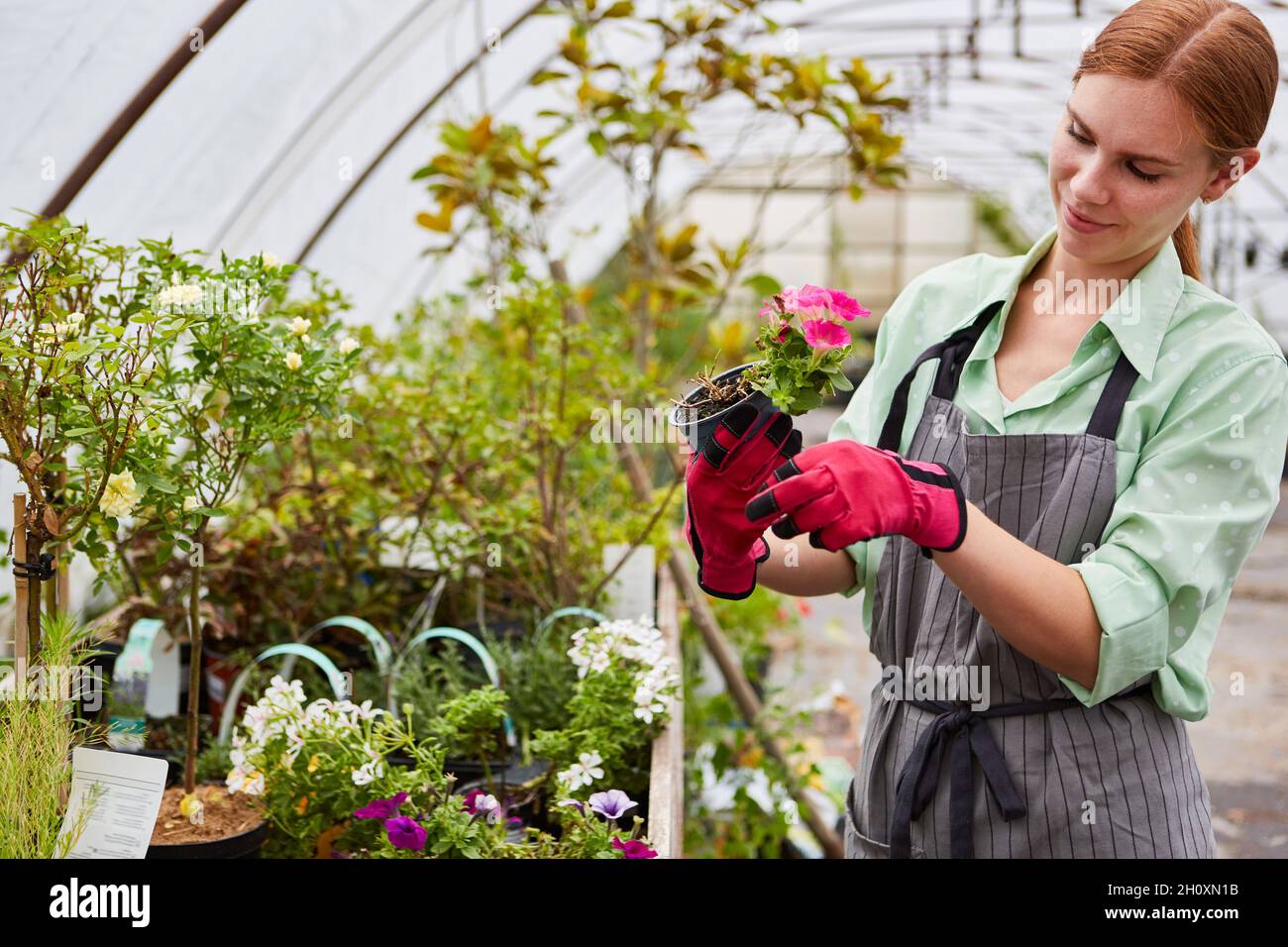 Jeune femme en tant que fleuriste prenant soin des fleurs et des plantes dans le fleuriste Banque D'Images