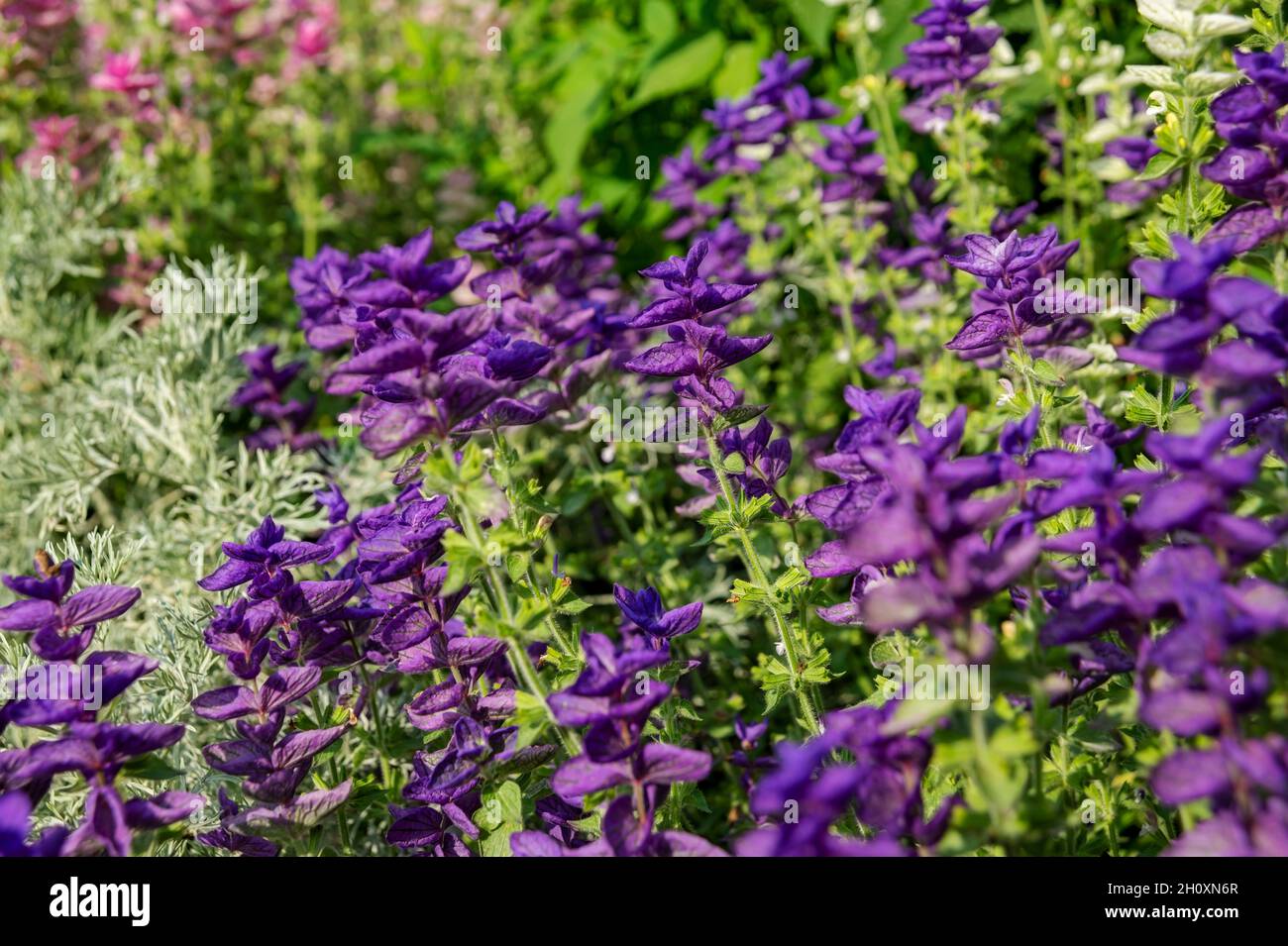 Gros plan de fleurs violettes de sauge salvia horminum clary fleurissant dans la frontière d'été Flowerbed England UK Royaume-Uni GB Grande-Bretagne Banque D'Images