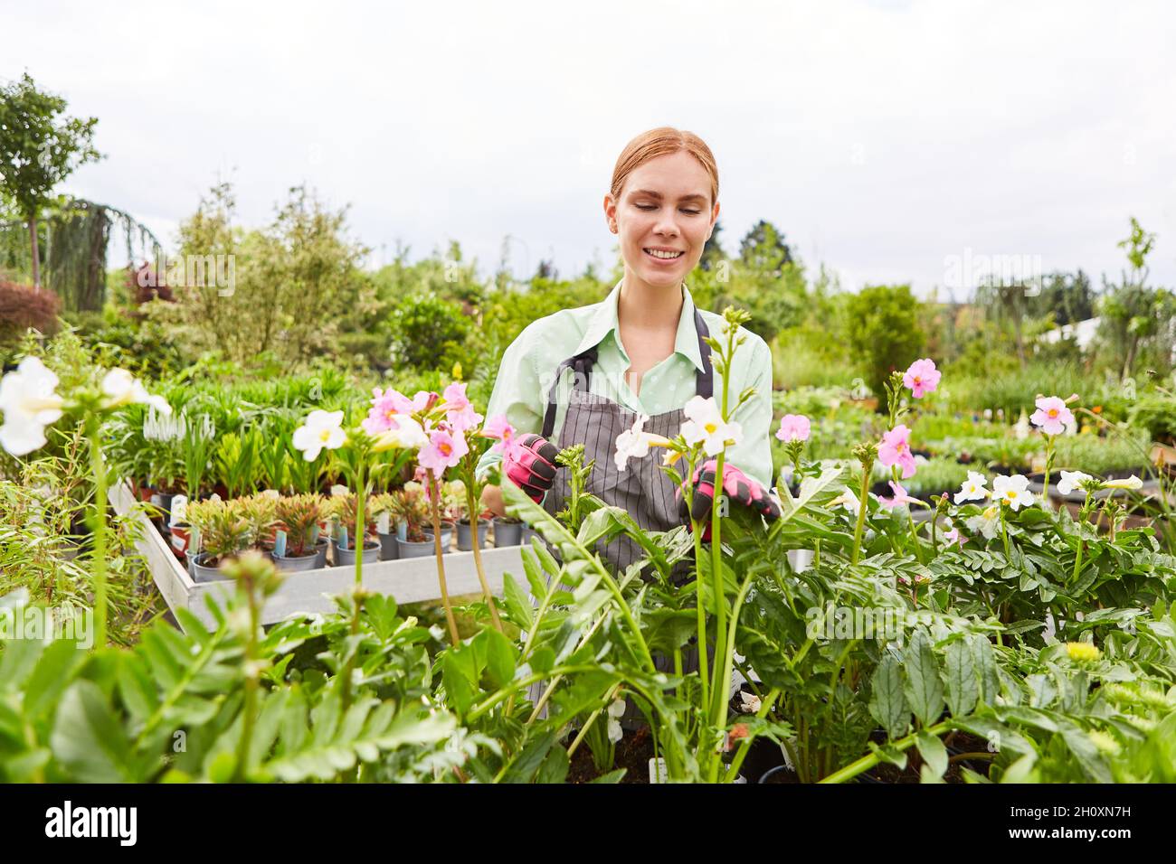 Apprenti jardinier entre fleurs et plantes dans la pépinière prenant soin des plantes Banque D'Images