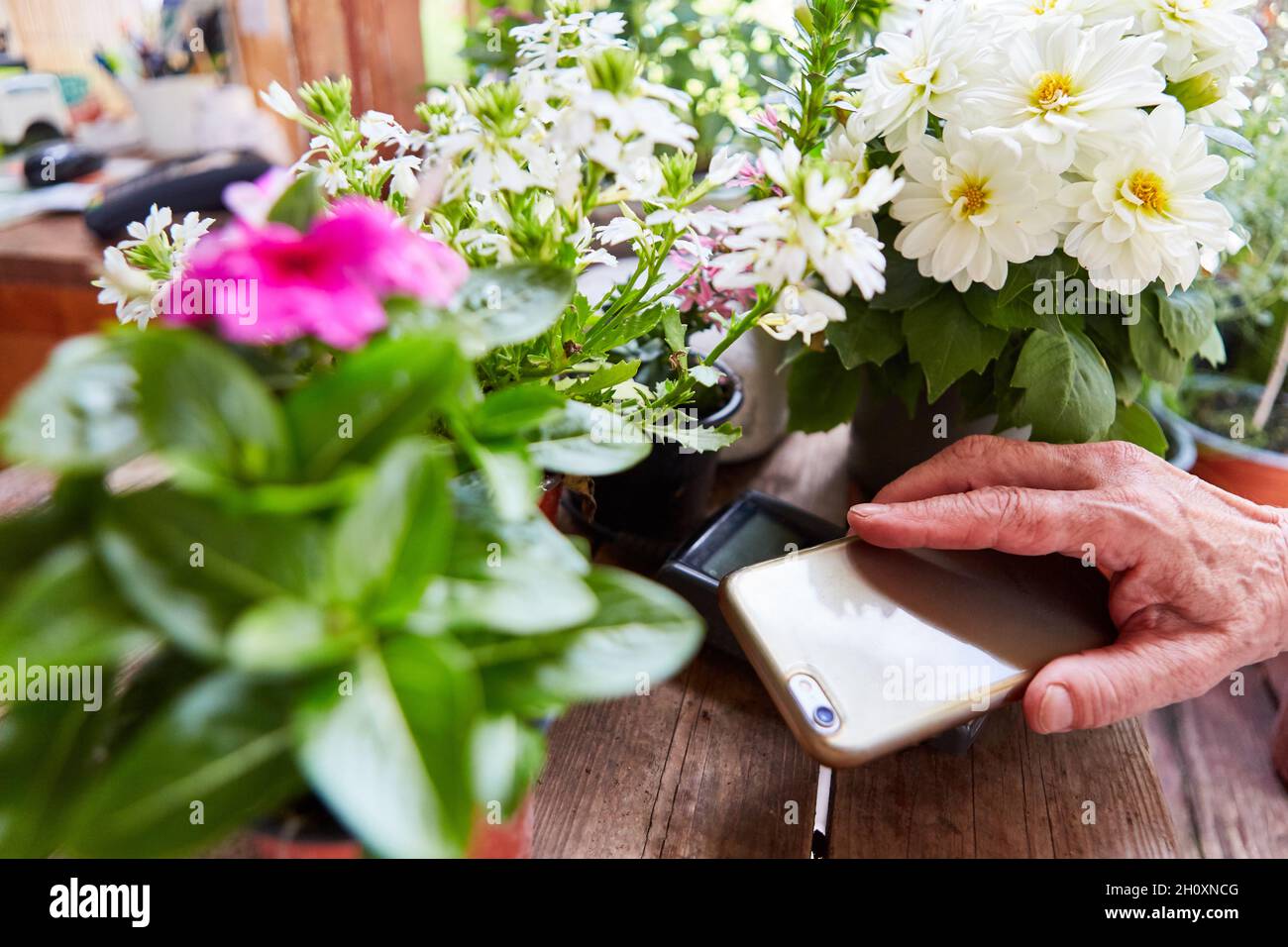 La main tient le smartphone devant le terminal de carte lors des paiements sans contact dans le fleuriste Banque D'Images