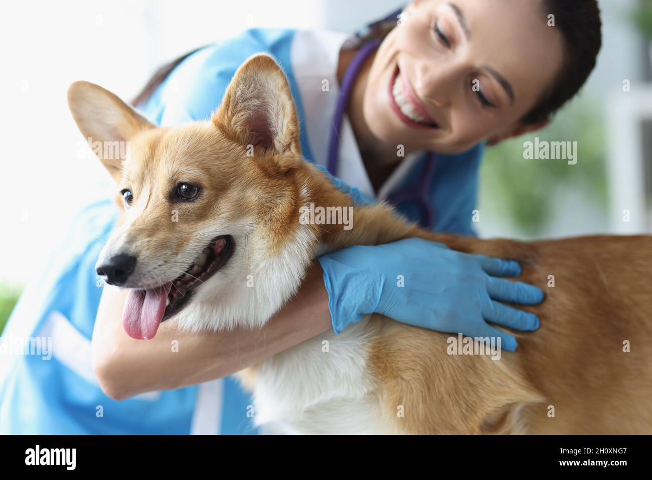 Souriante femme vétérinaire chien de chasse à un rendez-vous médical de près Banque D'Images