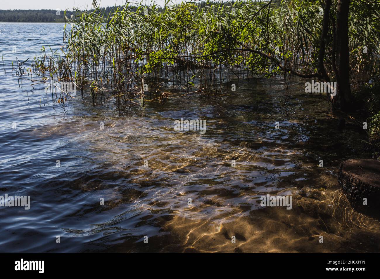 L'eau claire et propre près de la côte par une journée ensoleillée et calme - repos au bord de la rivière de l'agitation de la ville - unité avec la nature Banque D'Images