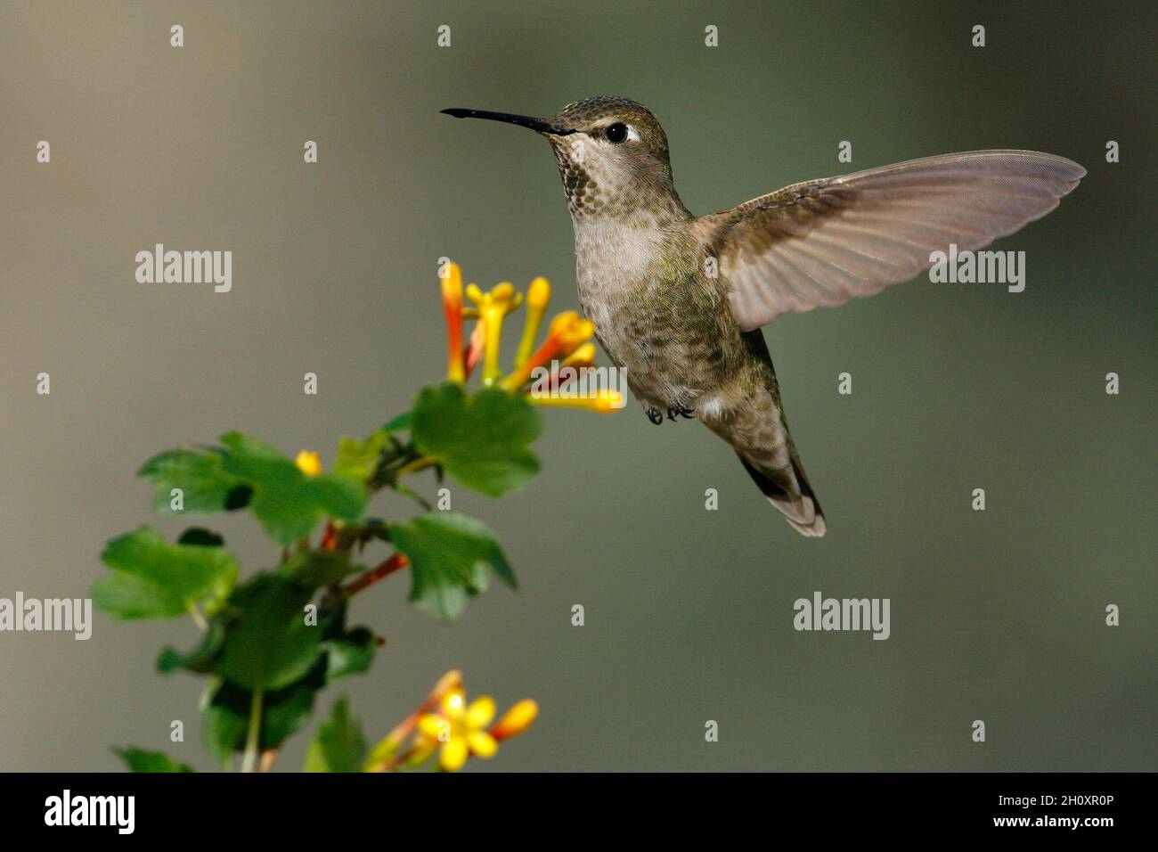 Anna's Hummingbird - Calypte anna - adulte femme Banque D'Images