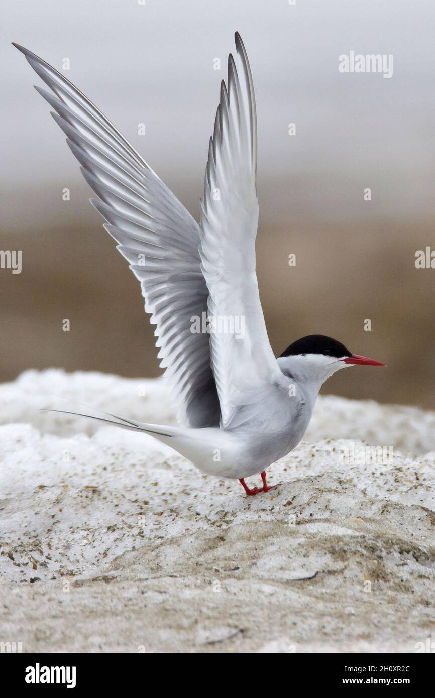 Sterne arctique Sterna paradisaea - adulte de reproduction.L 35cm.Oiseau de mer élégant avec vol flottant.Plongées pour les poissons.Les sexes sont similaires.L'adulte a gre Banque D'Images