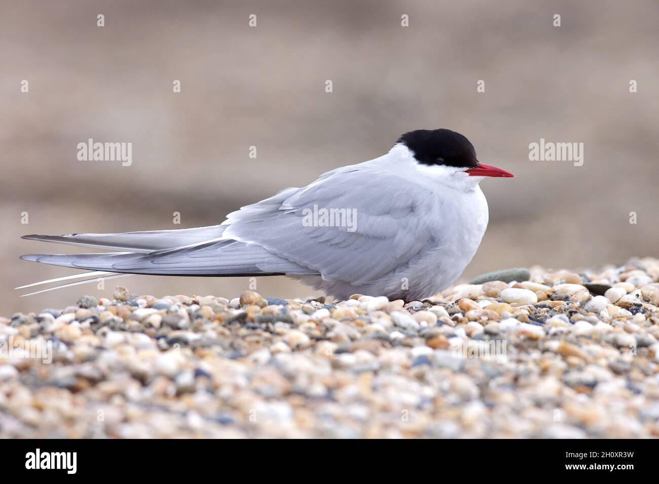 Sterne arctique Sterna paradisaea - adulte de reproduction.L 35cm.Oiseau de mer élégant avec vol flottant.Plongées pour les poissons.Les sexes sont similaires.L'adulte a gre Banque D'Images