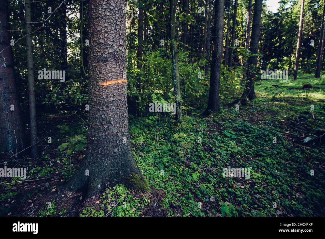 Couper des arbres dans une forêt de pins - construire une route Banque D'Images