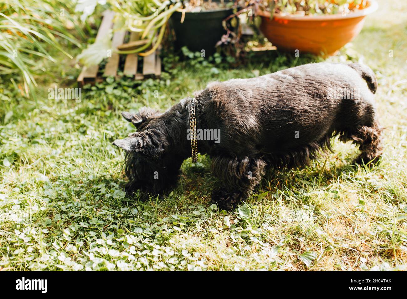 Le chien terrier noir sur l'herbe surveille le mouvement d'une mole souterraine - instinct de chasse Banque D'Images