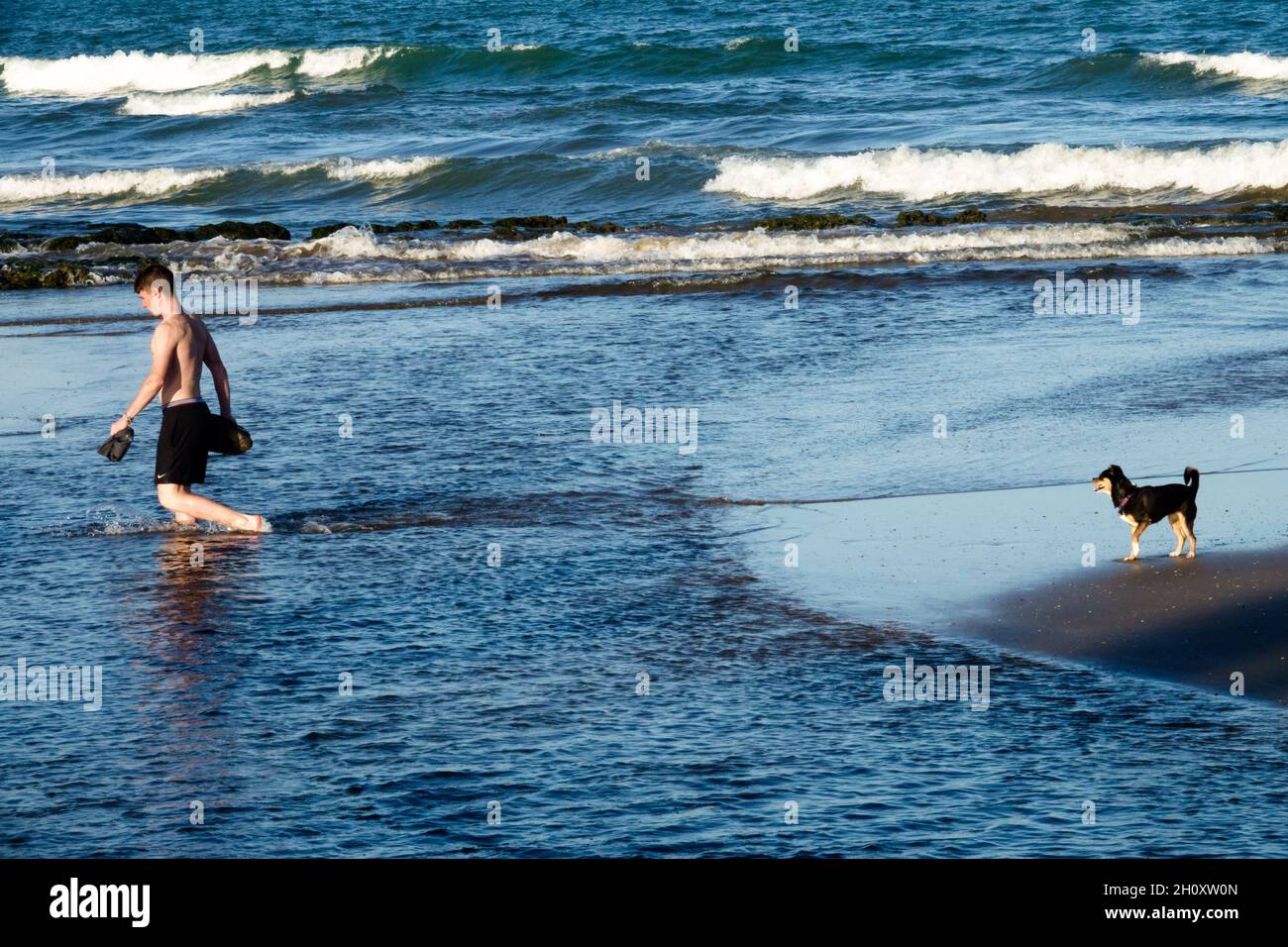 Un jeune homme et un chien de la mer de plage, un chien sur la côte est regarder un homme barboter à travers l'eau, l'homme et le chien Banque D'Images