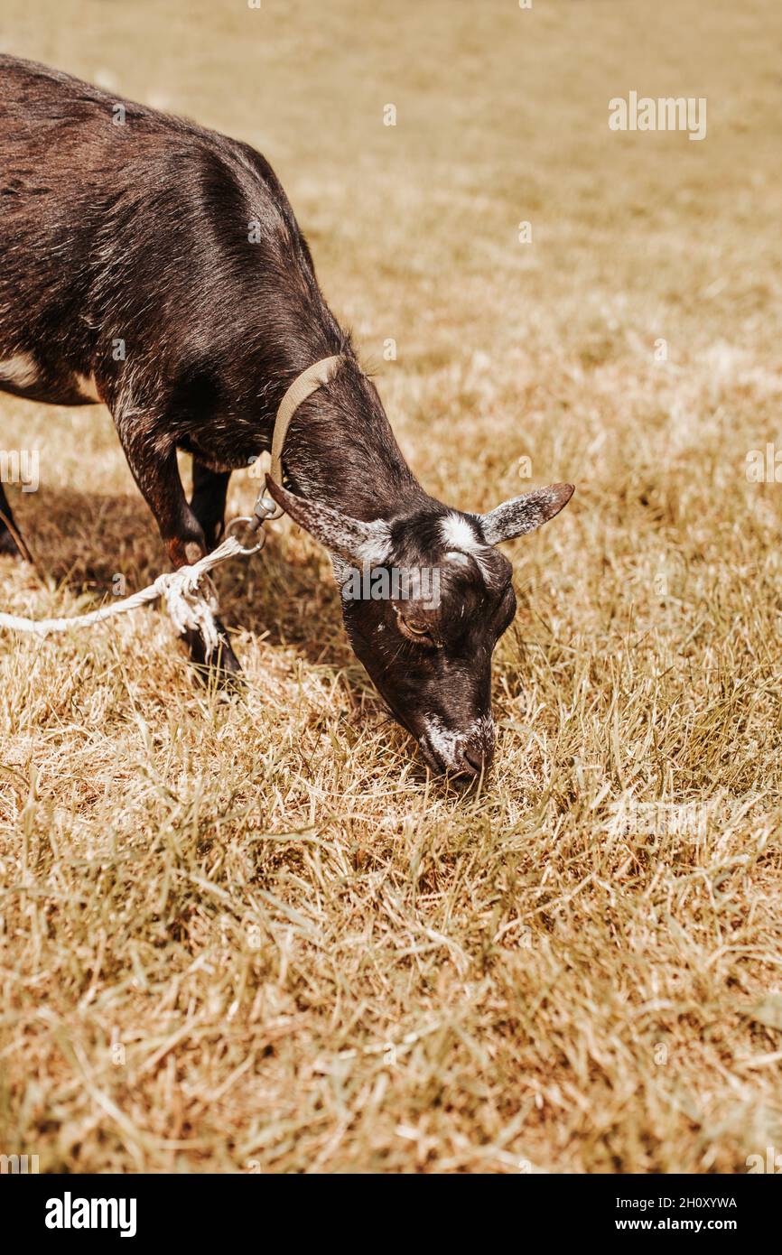 Une chèvre se grise dans un champ avec de l'herbe sèche - fromage et production laitière Banque D'Images