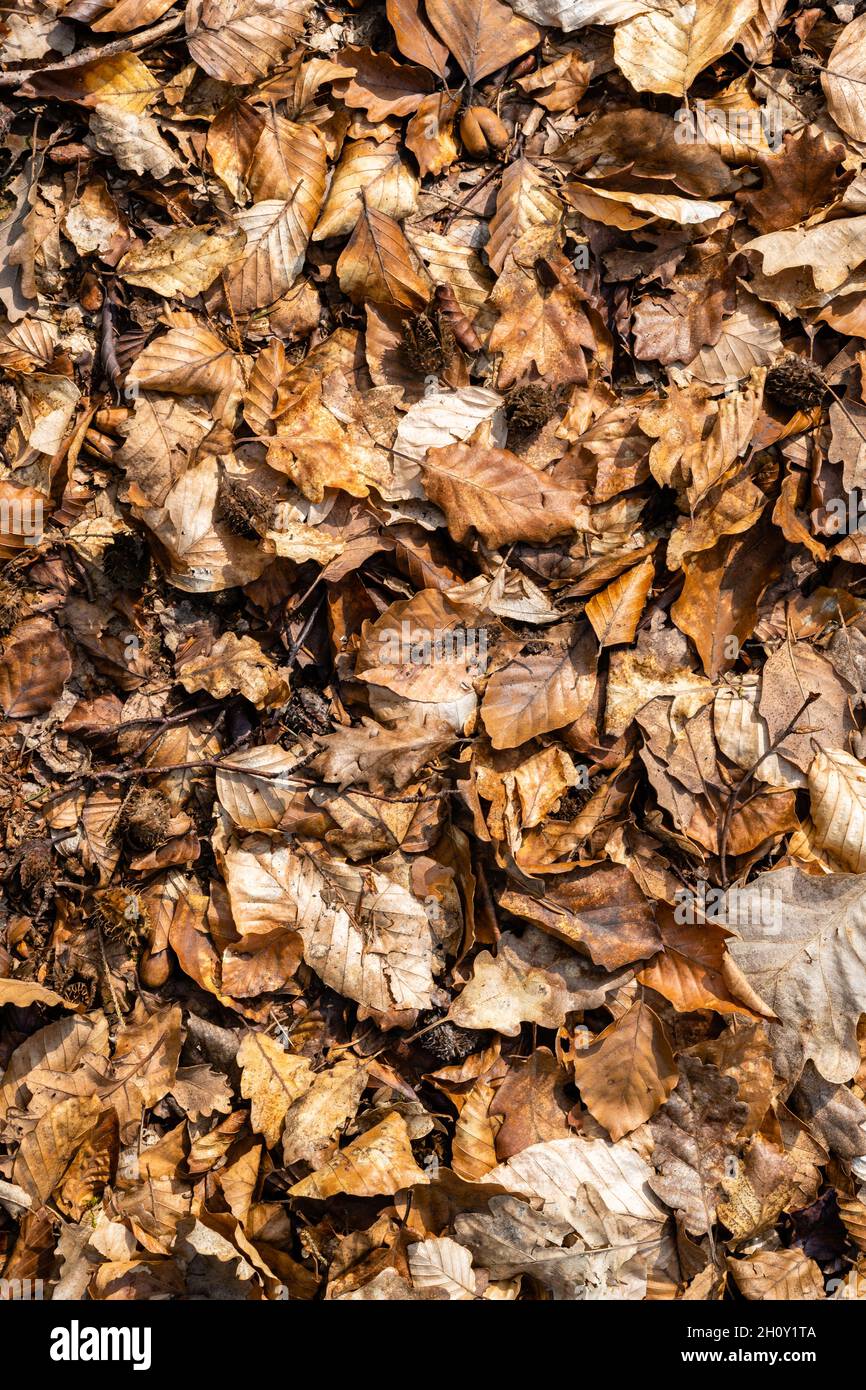 Terrain forestier en automne recouvert de feuilles de chêne sec et de hêtre.Magnifique arrière-plan d'automne.Vue de dessus, texture plein format. Banque D'Images Terrain forestier en automne recouvert de feuilles de chêne sec et de hêtre.Magnifique arrière-plan d'automne.Vue de dessus, texture plein format. Banque D'Images