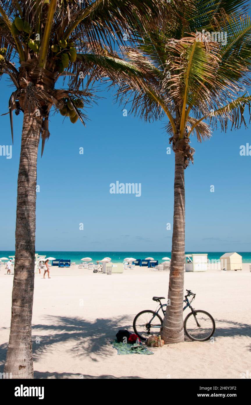 Un vélo appuyé contre un palmier sur la plage de Miami.En arrière-plan la mer et le ciel bleu Banque D'Images