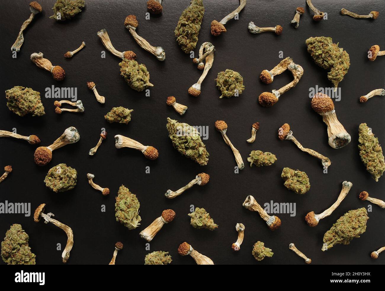 Concept de microdosage. Motif de champignons psilocybine et de bourgeons de marijuana sur fond noir. Voyage psychédélique, concept de validation. Banque D'Images
