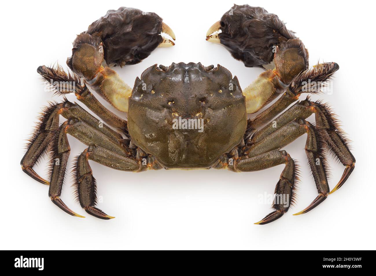 Crabe mangeur japonais.Ce crabe est le même genre de crabe que le crabe poilu de Shanghai. Banque D'Images