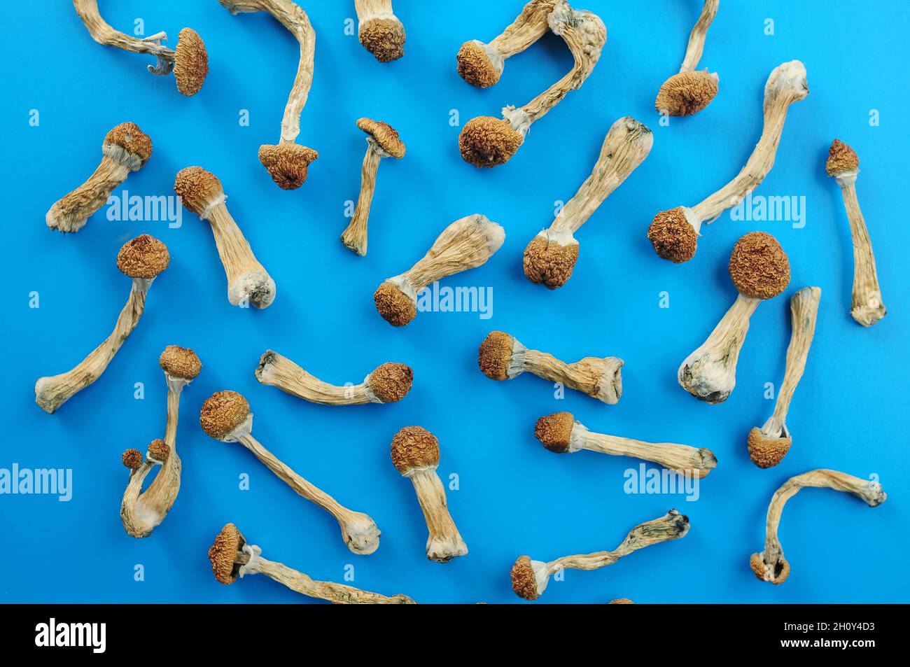 Motif de champignons psilocybine séchés sur fond bleu vif. Maître d'or de champignon magique psychédélique. Usage médical. Concept de microdosage. Banque D'Images