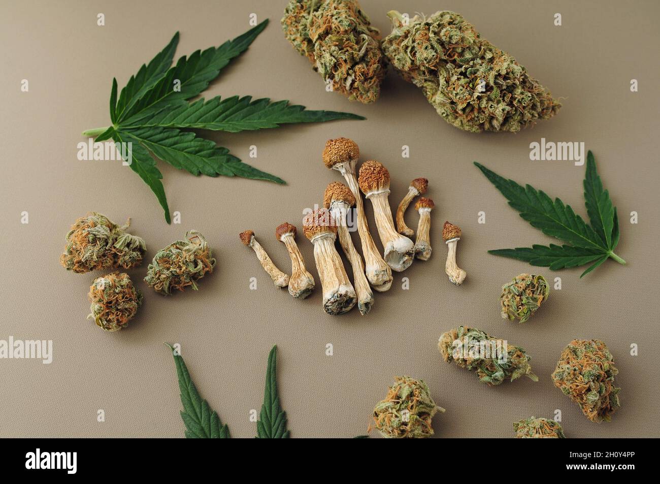 Voyage psychédélique, loisirs dans le quartier des affaires. Concept de micro-dosage. Champignons psilocybe séchés et bourgeons de cannabis sur fond ivoire. Banque D'Images