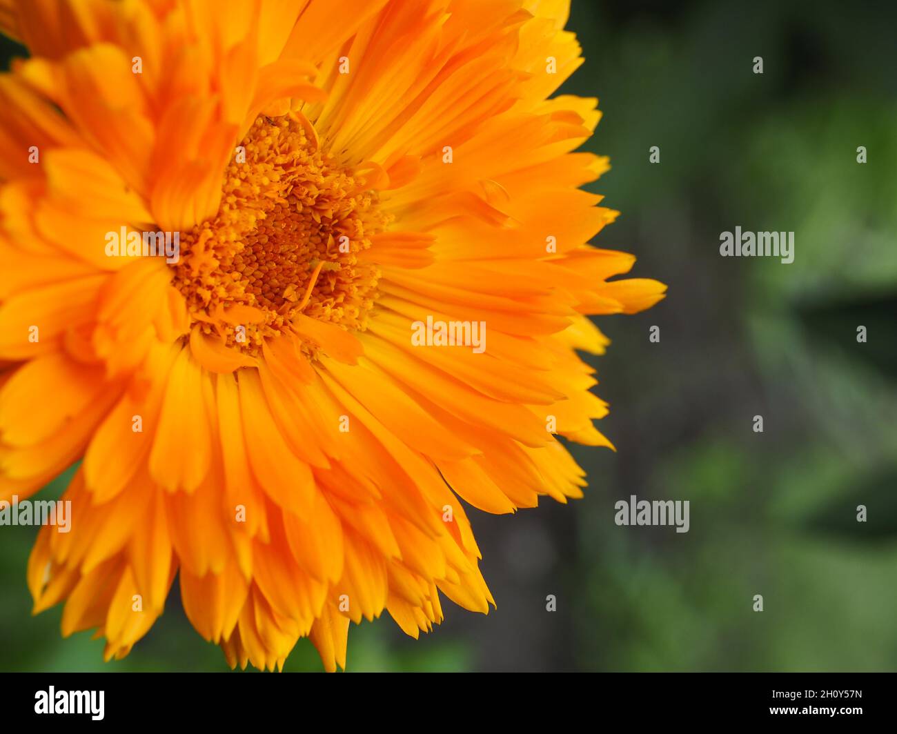 Fleur d'orange, gros plan.Magnifique fleur de « Porcupine orange » Pot Marigold.La calendula officinalis est une plante de jardin à fleurs de la famille des Asteraceae. Banque D'Images