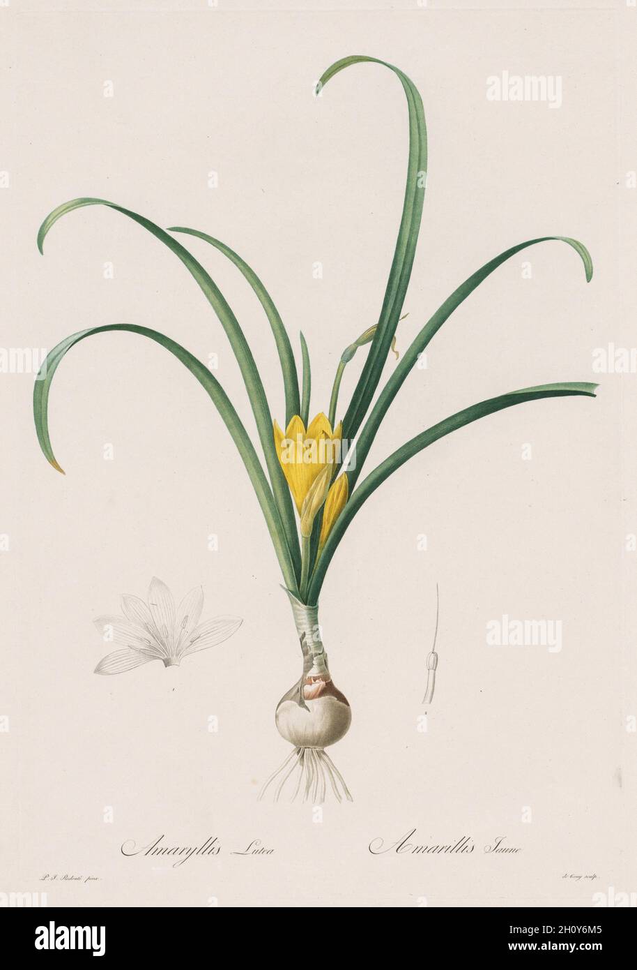 Les Liliacées : Amaryllis Lutes, 1802-1816.Henry Joseph Redoté (français, 1766-1853).Gravure en crépi et en trait, avec coloration à la main; Banque D'Images