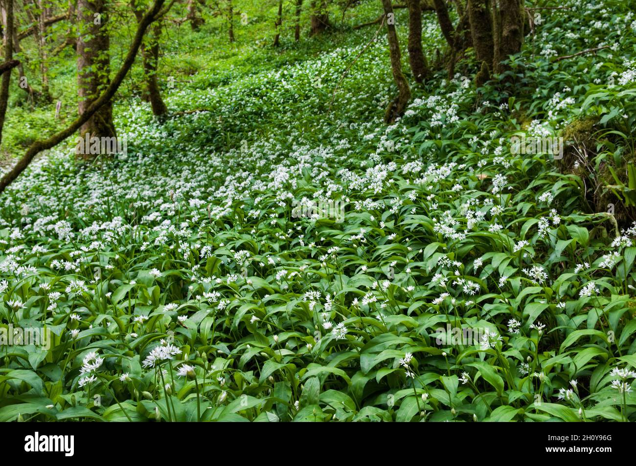 Bois d'ail sauvage dans le Somerset.L'ail sauvage est également connu sous de nombreux autres noms tels que les alliums, Allium ursinum, ransomes, buckrams et l'ail de bois. Banque D'Images