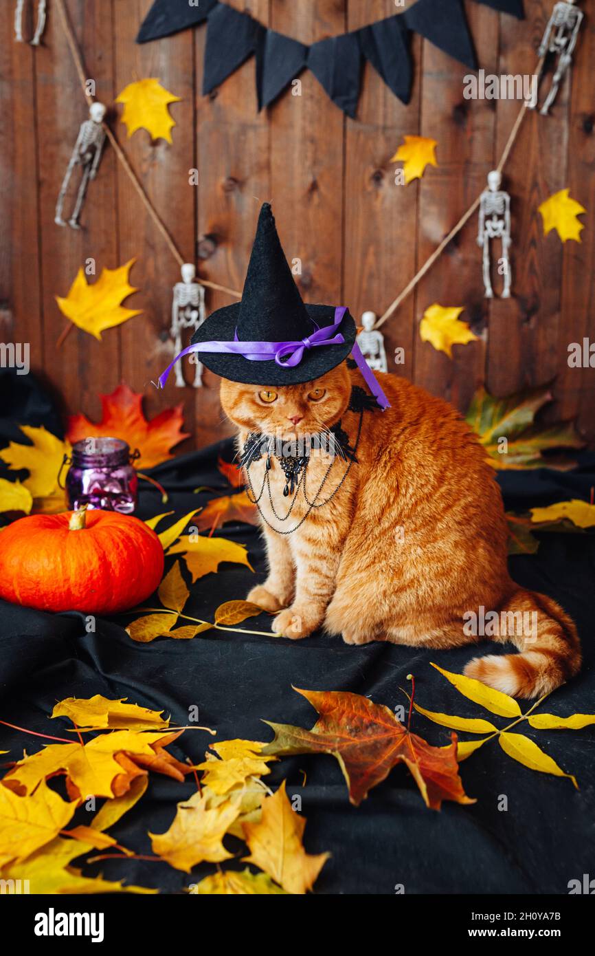 Chat orange en colère portant un chapeau de sorcière assis à l'arrière-plan d'Halloween Banque D'Images