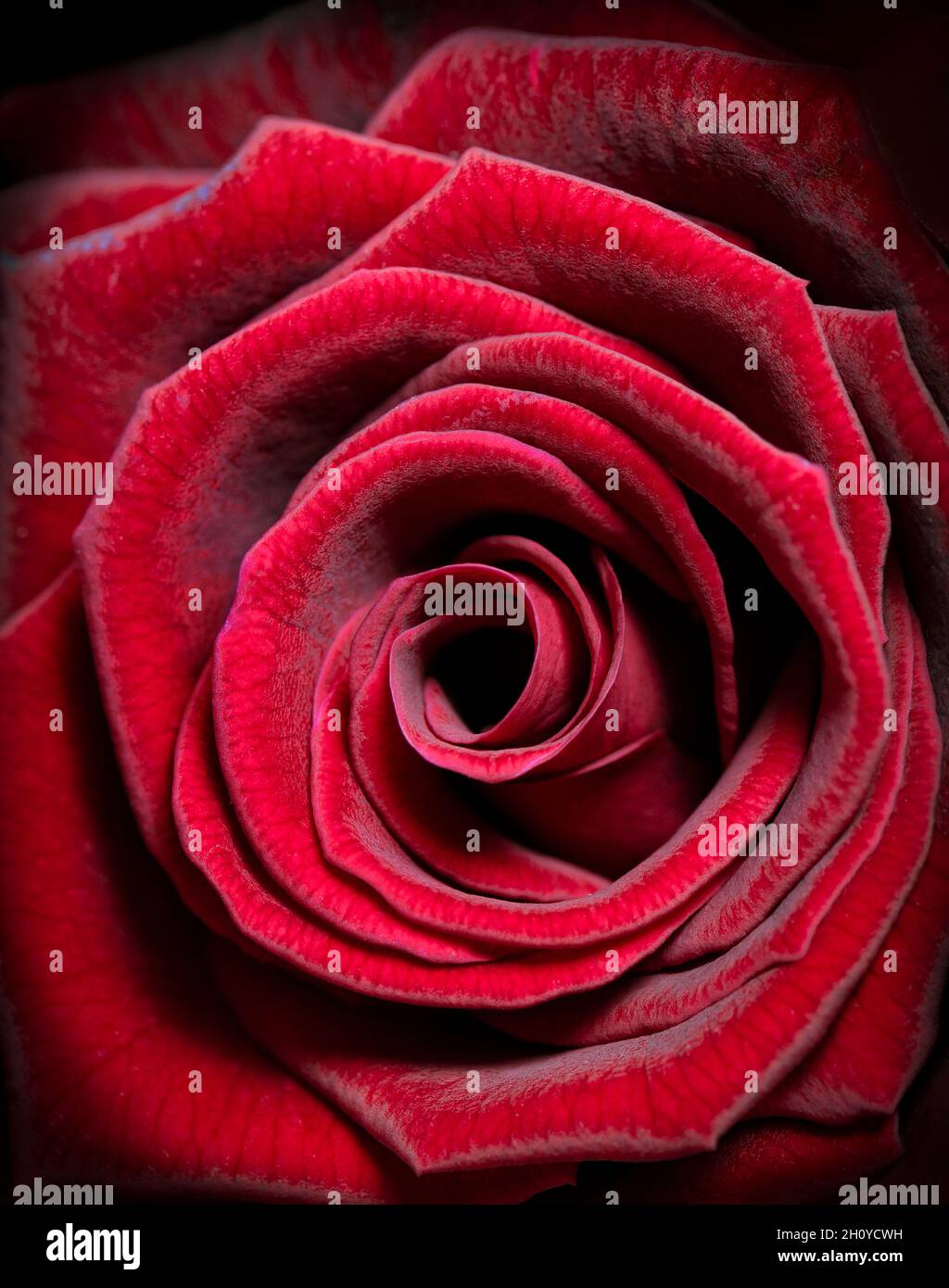 Gros plan sur une magnifique rose veloutée de couleur rouge Banque D'Images