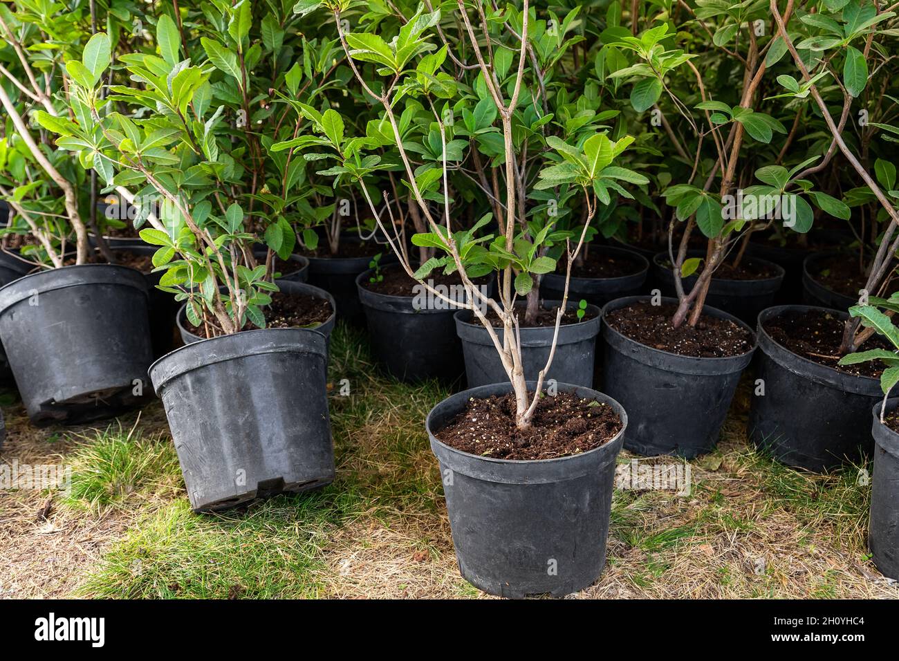 Rhododendron pot Banque de photographies et d'images à haute résolution -  Page 4 - Alamy