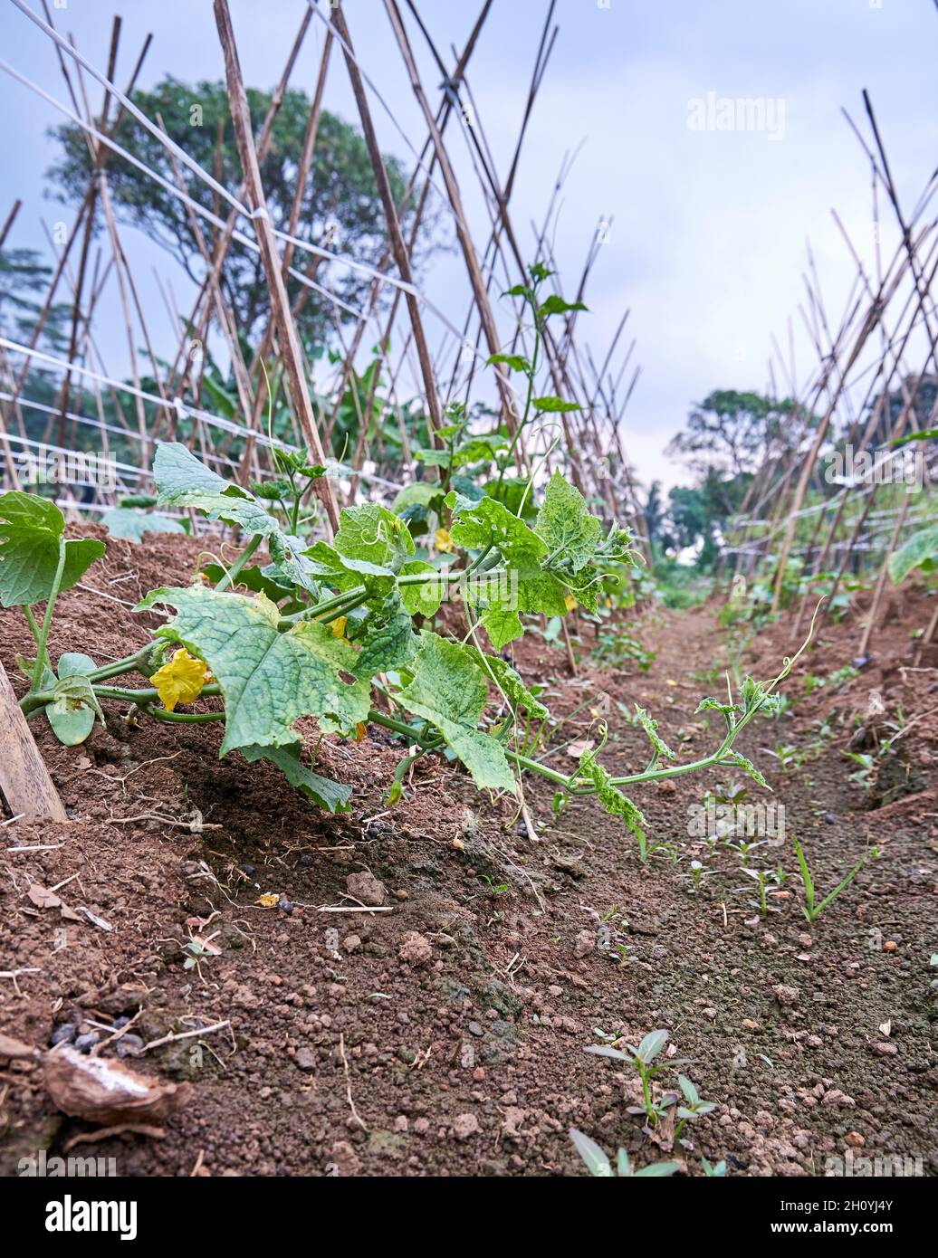 Les concombres poussent dans le jardin. Banque D'Images