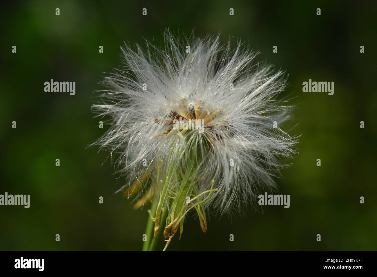 Photo en gros plan de la fleur de l'herbe de siam (Chromolaena odorata). Banque D'Images