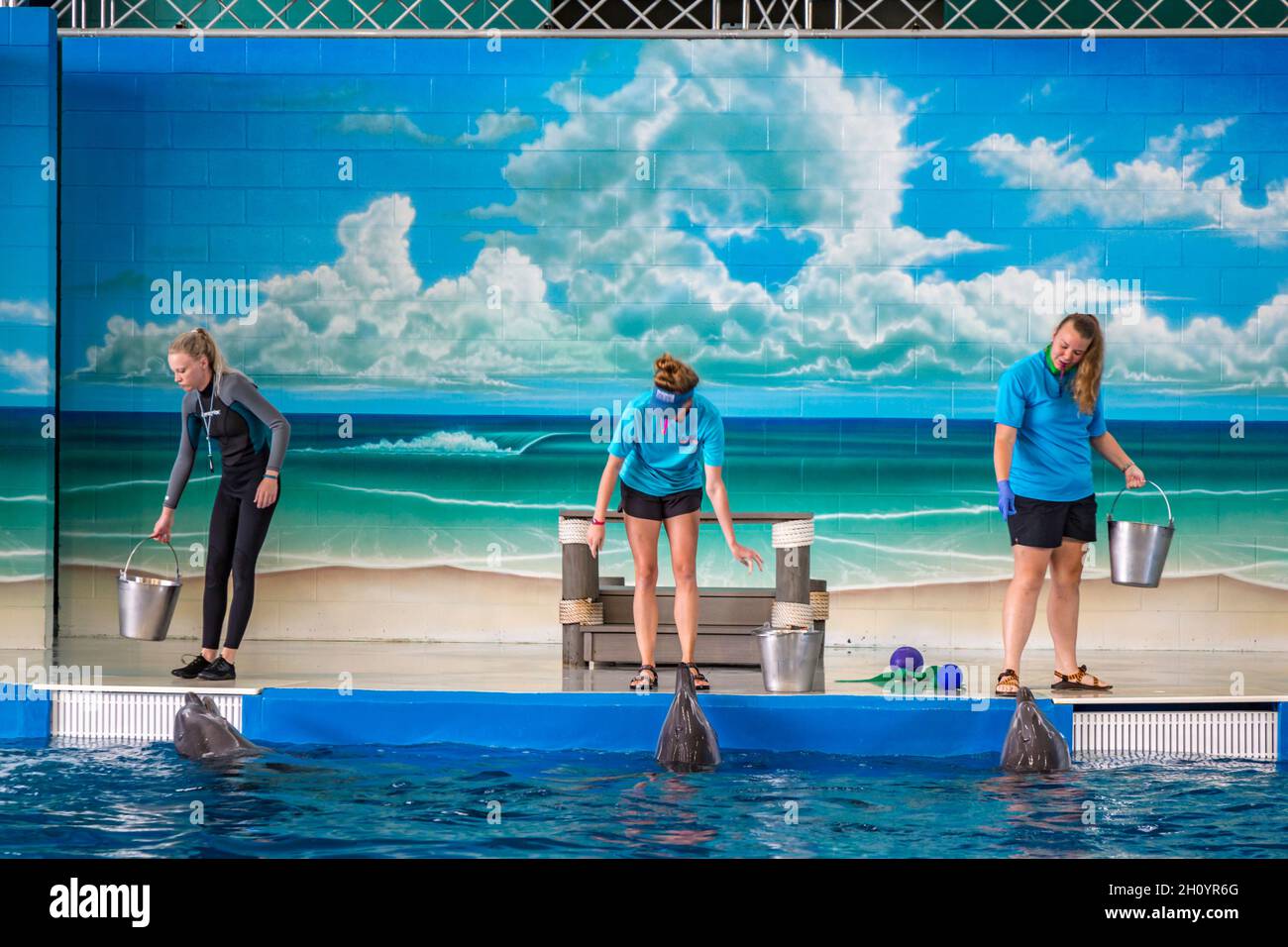 Des entraîneurs travaillant avec des dauphins pendant un spectacle au parc marin Ocean Adventures à Gulfport, Mississippi Banque D'Images