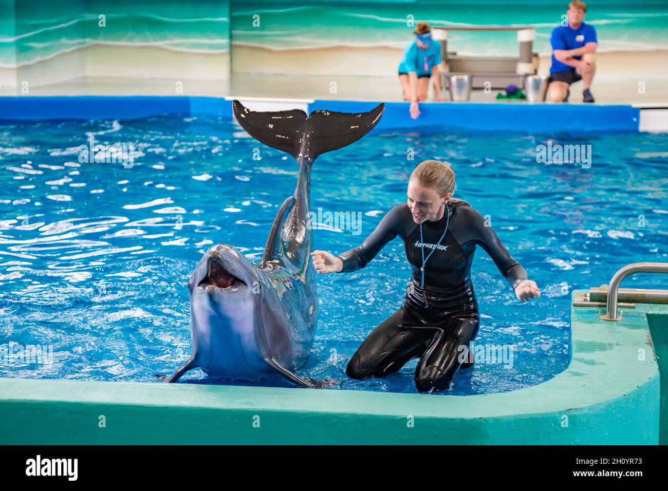 Des entraîneurs travaillant avec des dauphins pendant un spectacle au parc marin Ocean Adventures à Gulfport, Mississippi Banque D'Images