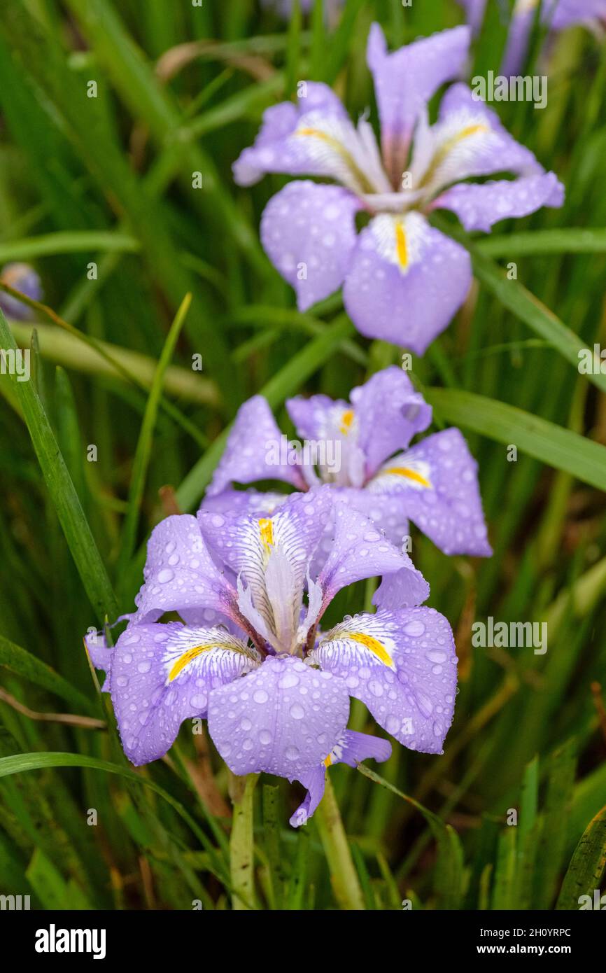 Iris unguicularis, iris algérien.Fleurs lilas pâle ou violettes avec une bande centrale de jaune sur les chutes à la fin de l'hiver.Synonyme Iris stylosa Banque D'Images