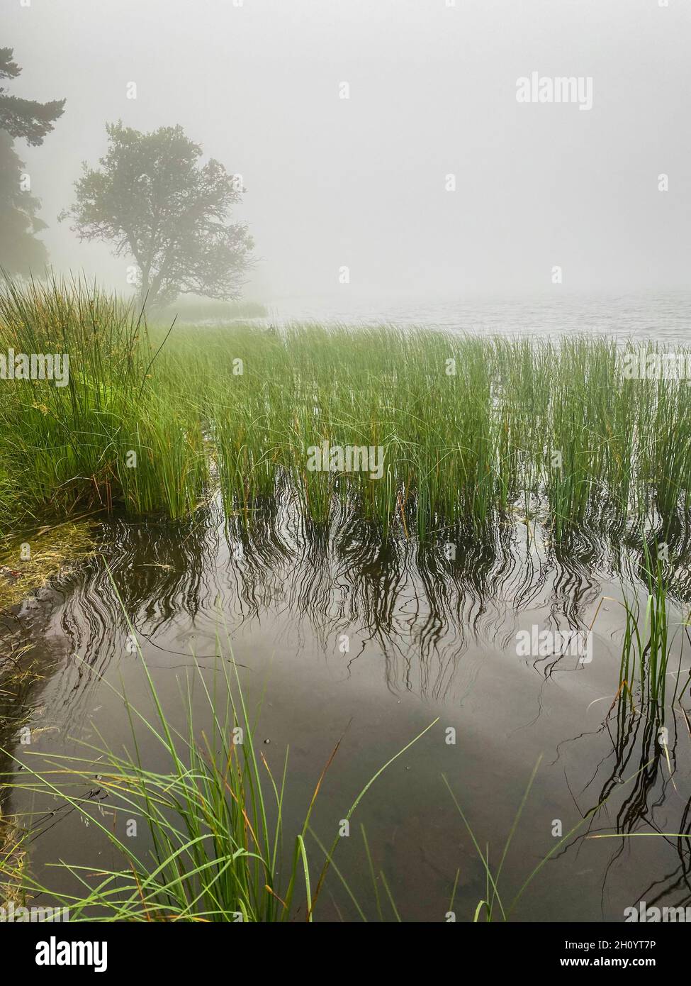 Brume matinale sur le lac de Servieres, auvergne, herbes et arbre près de l'eau Banque D'Images