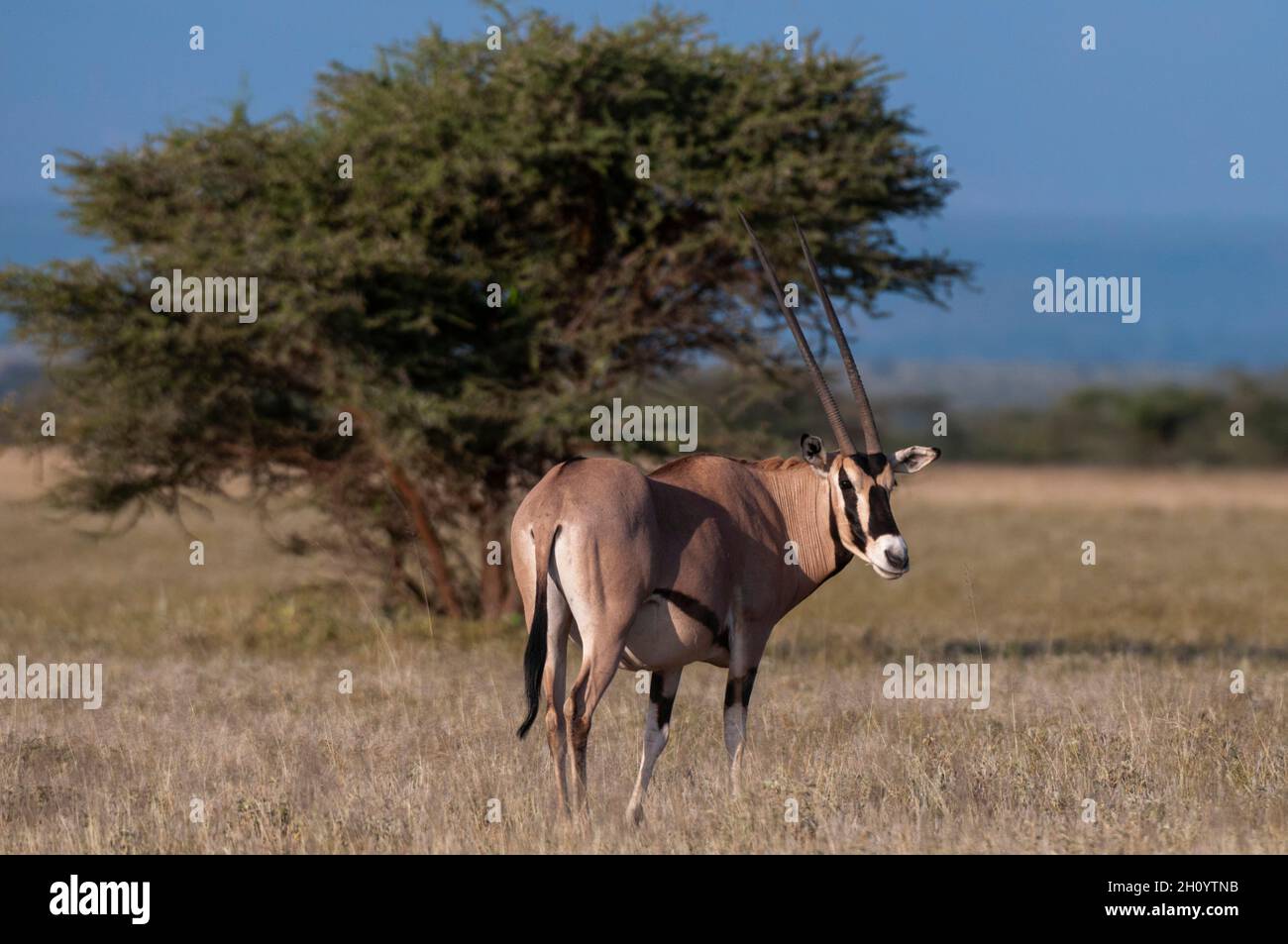 Portrait d'un oryx Beisa ou d'Afrique de l'est, Oryx gazella beisa.Réserve de jeux de Samburu, Kenya. Banque D'Images