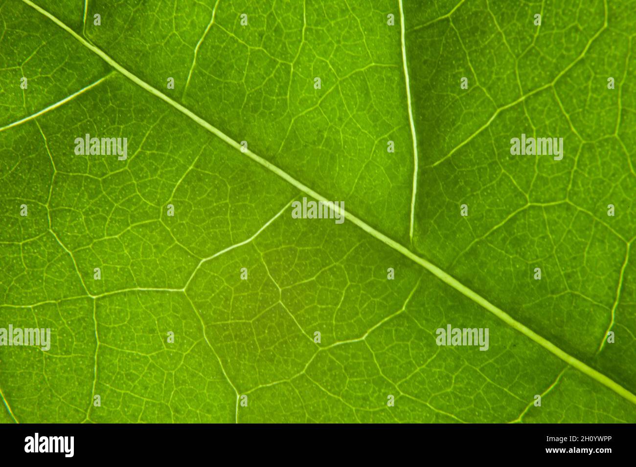 Fond vert feuille nature gros plan Banque D'Images