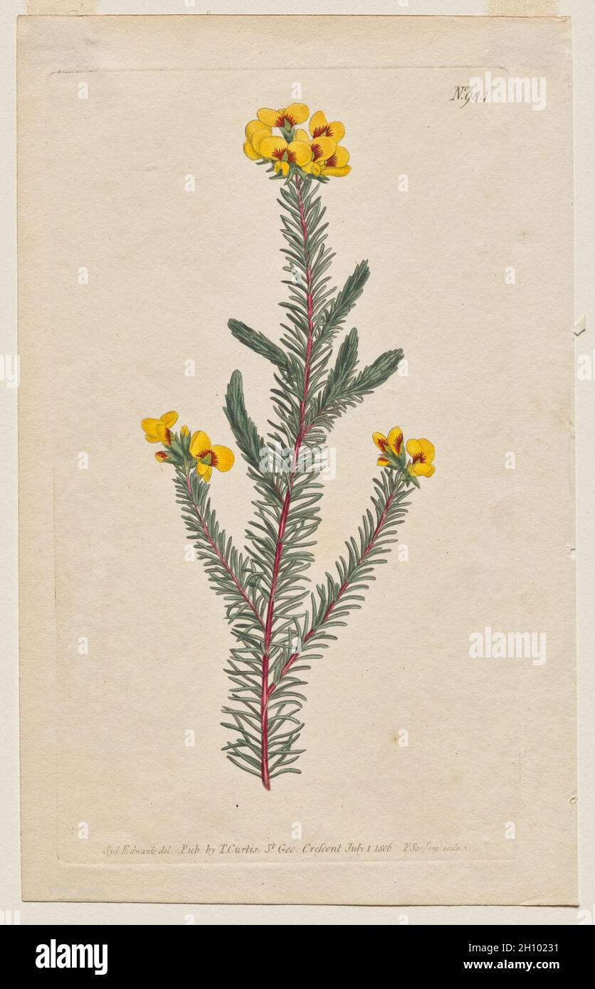 Le Botanical Magazine ou le jardin des fleurs exposé : planche 944, Dillwynia glaberrima.Dillwynnia à feuilles lisses.[Dillwynia ericifolia gaberrima] , 1806.Imprimé par Francis Sansom (britannique, 1815), d'après Sydenham Edwards (britannique, 1768-1819), publié par Thomas Curtis (britannique, 1846-1920).Gravure avec coloration à la main ; feuille: 22.5 x 14.1 cm (8 7/8 x 5 9/16 po.); repère plateau: 20.2 x 11.7 cm (7 15/16 x 4 5/8 po.). Banque D'Images