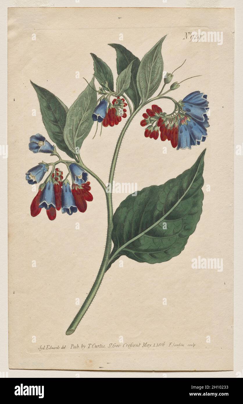 Le magazine botanique ou le jardin des fleurs en exposition : planche 929, Symphyum Asperrim.Prickley Comfrey.[Symphytum asperum] , 1806.Francis Sansom (britannique, 1815), Thomas Curtis (britannique, 1846-1920), d'après Sydenham Edwards (britannique, 1768-1819).Gravure avec coloration à la main ; feuille: 22.5 x 14 cm (8 7/8 x 5 1/2 po.); repère plateau: 20.1 x 11.8 cm (7 15/16 x 4 5/8 po.). Banque D'Images