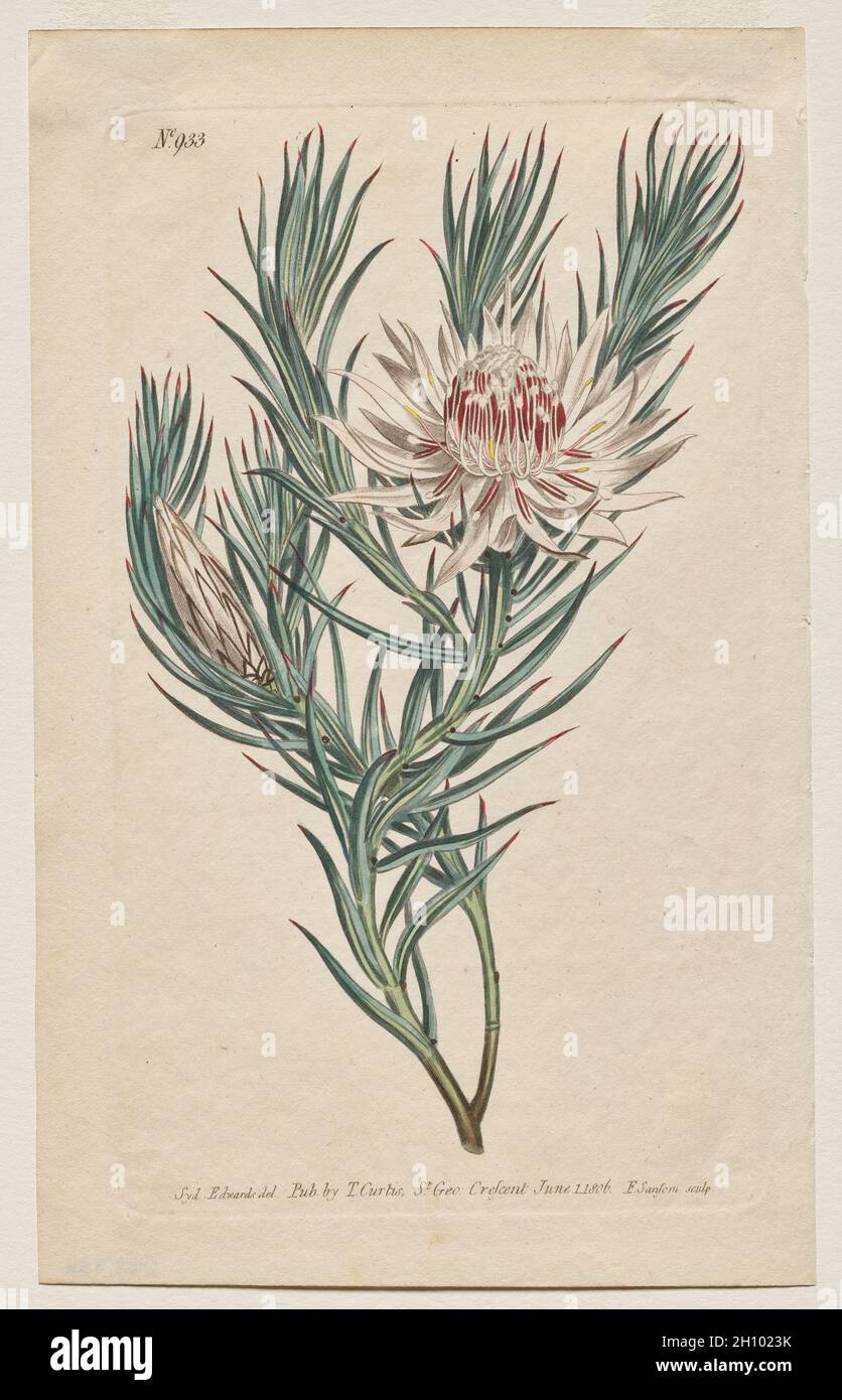 Le magazine botanique ou le jardin des fleurs en exposition : planche 933, Protea mucronifolia.Protea à feuilles de dagger.[Protea odorata] , 1806.Francis Sansom (britannique, 1815), Thomas Curtis (britannique, 1846-1920), d'après Sydenham Edwards (britannique, 1768-1819).Gravure avec coloration à la main; feuille: 22.5 x 14 cm (8 7/8 x 5 1/2 po.); repère plateau: 19.8 x 11.5 cm (7 13/16 x 4 1/2 po.). Banque D'Images