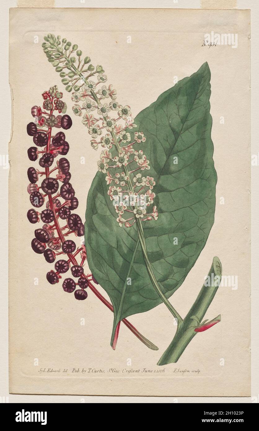 Le magazine botanique ou le jardin des fleurs en exposition : planche 931, Phytolacca Decandra.Poke de Virginie.[Phytolaca Americana] , 1806.Francis Sansom (britannique, 1815), Thomas Curtis (britannique, 1846-1920), d'après Sydenham Edwards (britannique, 1768-1819).Gravure avec coloration à la main; feuille: 22.5 x 14.2 cm (8 7/8 x 5 9/16 po.); repère plateau: 20.1 x 11.7 cm (7 15/16 x 4 5/8 po.). Banque D'Images