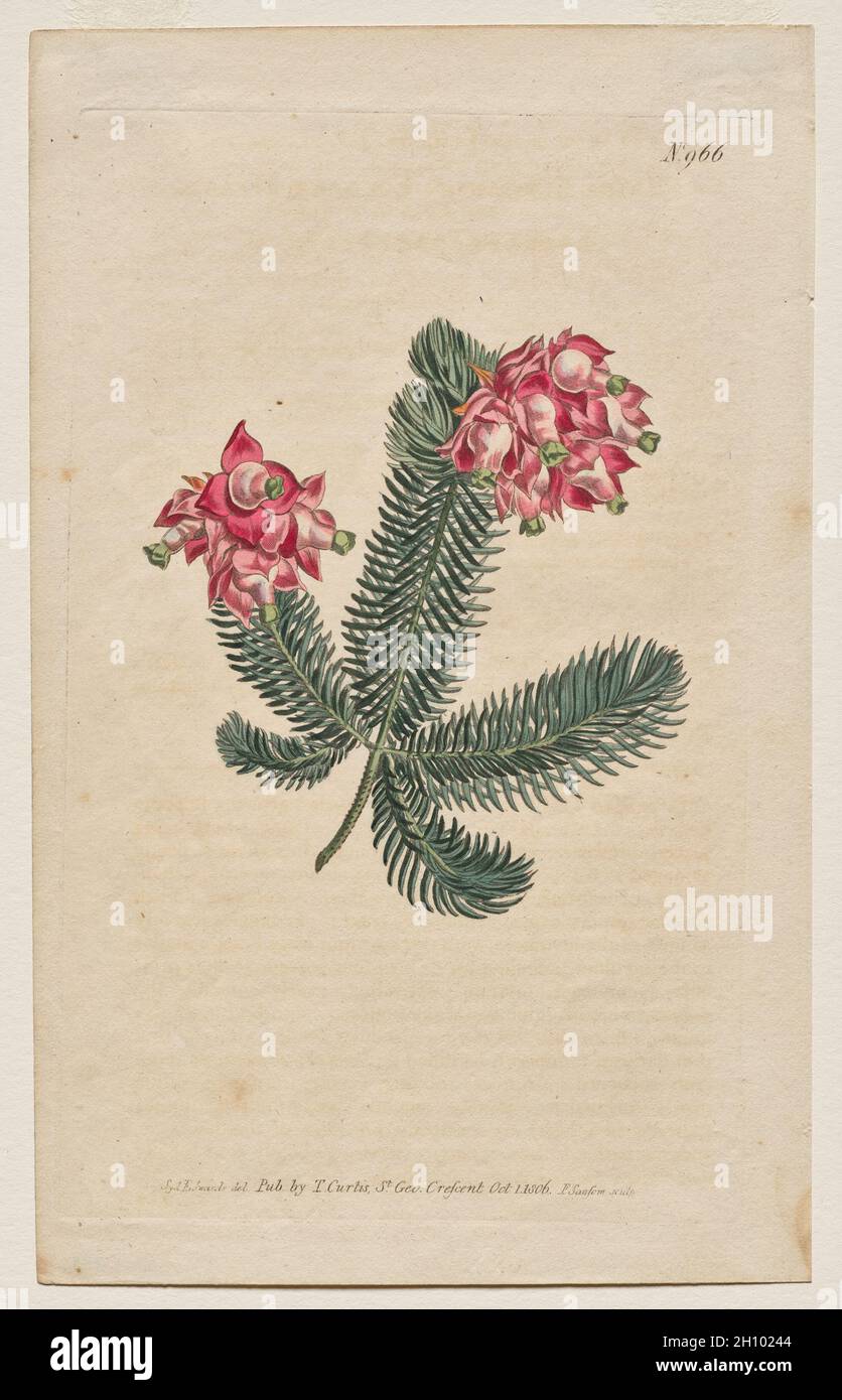 Le magazine botanique ou le jardin des fleurs en exposition : planche 966, Erica elegans.Heath élégant [Erica glauca], 1806.Francis Sansom (britannique, 1815), Thomas Curtis (britannique, 1846-1920), d'après Sydenham Edwards (britannique, 1768-1819).Gravure avec coloration à la main; feuille: 22.5 x 14 cm (8 7/8 x 5 1/2 po.); repère plateau: 20.1 x 12.3 cm (7 15/16 x 4 13/16 po.). Banque D'Images