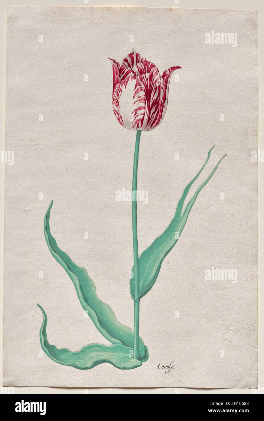 Etude d'une tulipe ('t roosje), c.1645. Pieter Holsteyn II (néerlandais, c.1612-1673).Aquarelle et gouache; feuille: 31.2 x 21 cm (12 5/16 x 8 1/4 po).Cette image d'une tulipe a été faite dans le cadre d'un livre de tulipe utilisé comme outil de commercialisation d'un producteur pendant la soi-disant manie de la tulipe, une bulle spéculative dans les pays-Bas du XVIIe siècle, quand dix bulbes de tulipe pourraient coûter plus qu'une imposante maison de canal d'Amsterdam.Les striations sur la tulipe, qui ont été causées par un virus dans la bulbe, la rend particulièrement utile.Pieter Holsteyn II était l'un des nombreux artistes aux pays-Bas à l'époque qui s'est spécialisé dans le bacille botanique Banque D'Images