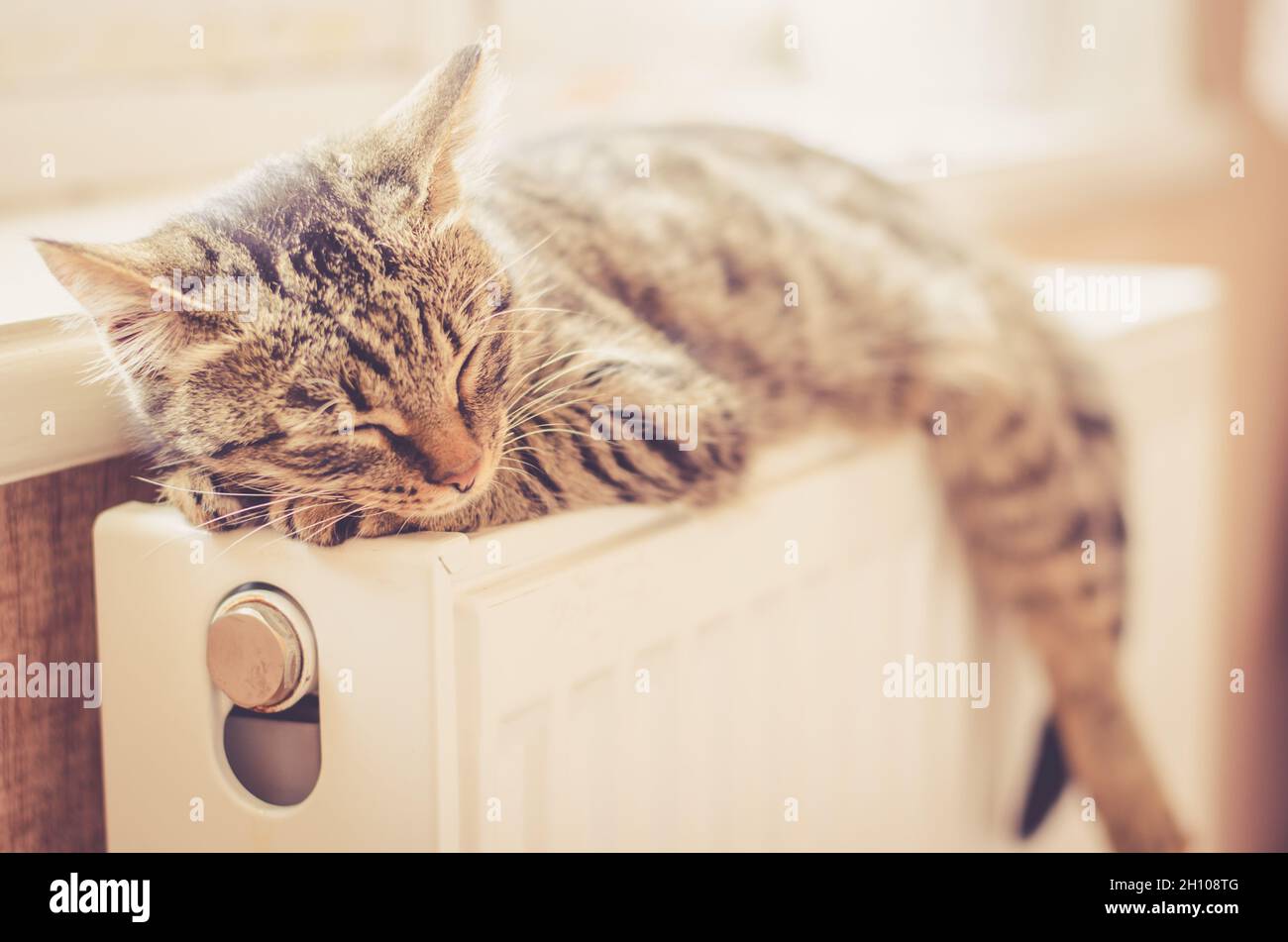 Beau chaton tabby dort sur le radiateur près de la fenêtre au soleil.Le chat repose sur un radiateur chaud Banque D'Images