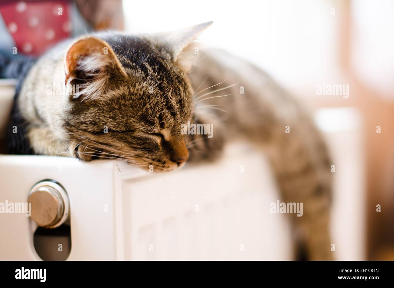 Beau chaton tabby dort sur le radiateur près de la fenêtre Banque D'Images