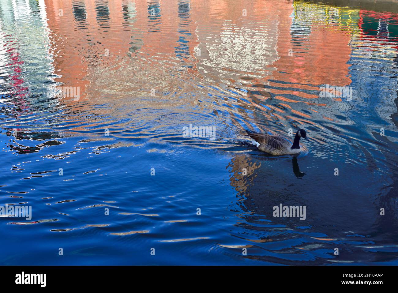 Motifs abstraits de bâtiment coloré reflétés sur l'eau avec le canard nageant au-delà laissant des ondulations Banque D'Images