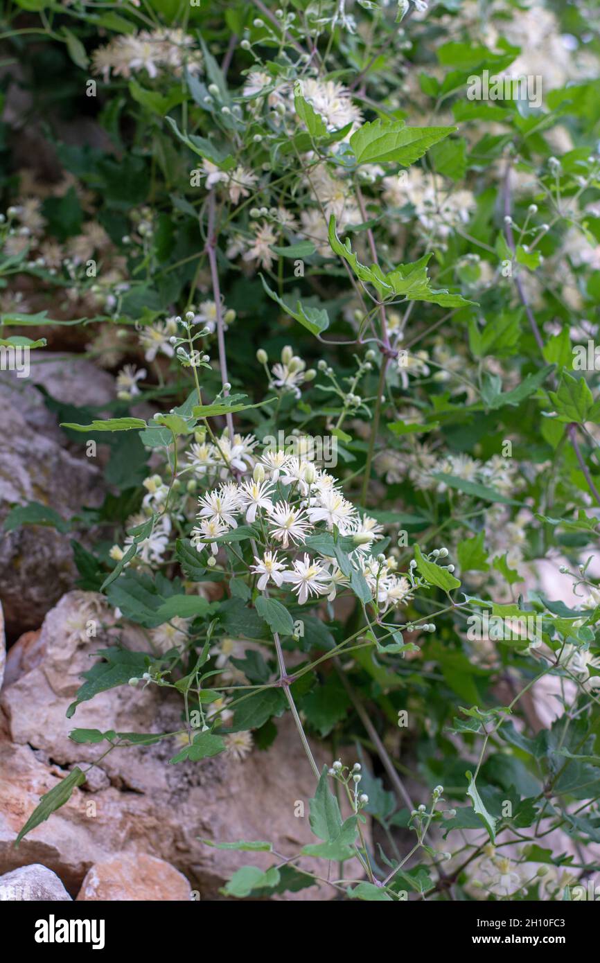 Fleurs blanches Clematis vitalba.Une barbe naissante.La joie du voyageur en fleurs. Banque D'Images