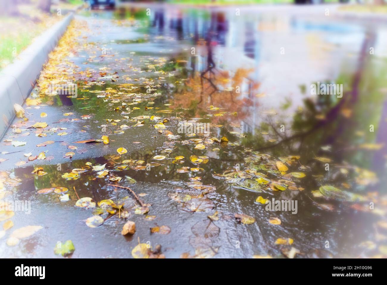 Des feuilles jaunes et rouges se trouvent sur la route. Feuilles d'érable sur l'asphalte. Automne de feuilles. Les feuilles d'érable ont décollé des arbres. Feuilles tombées sous la pluie. Banque D'Images