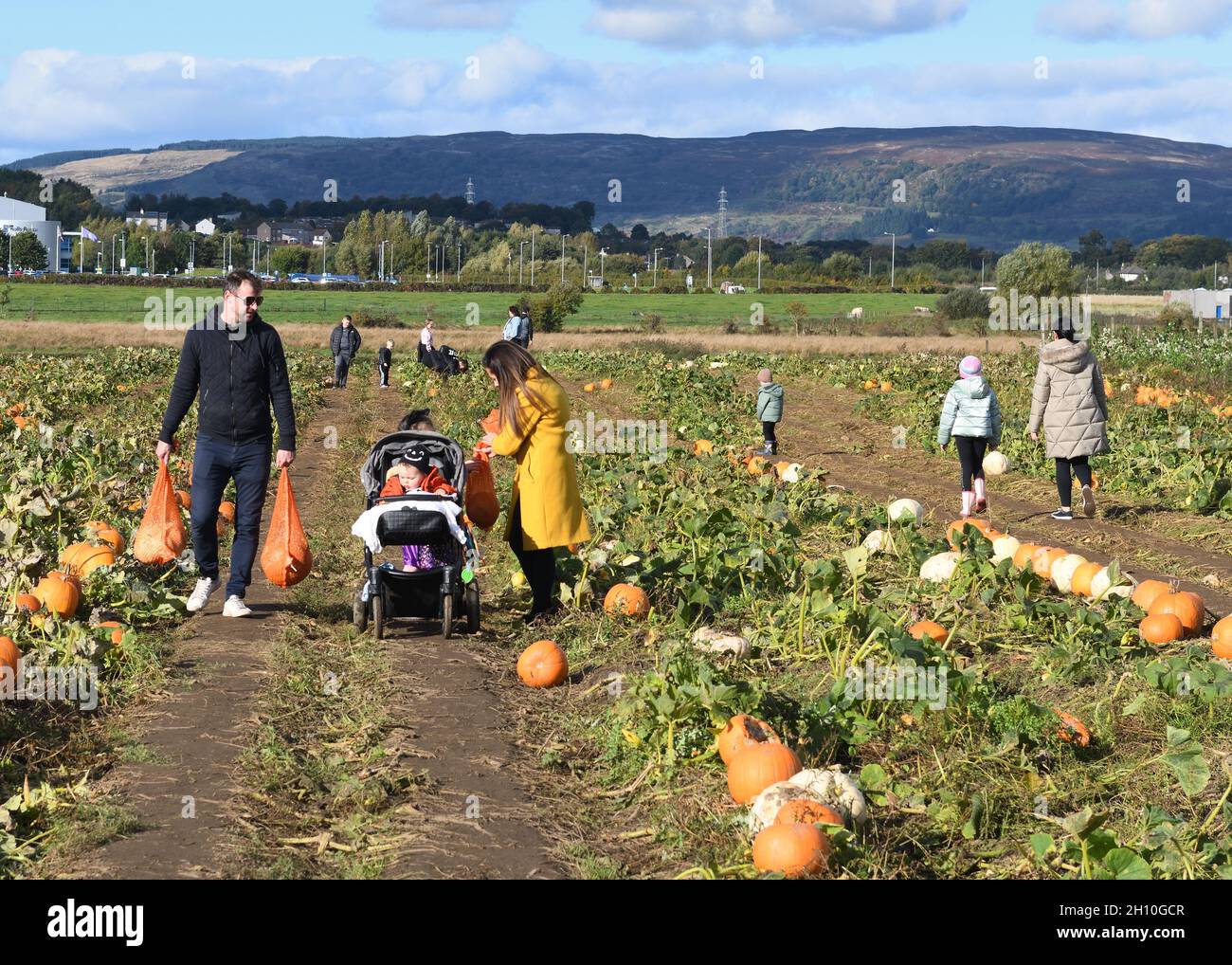 15 octobre 2021. Renfrew, Écosse, Royaume-Uni. Cueillette de citrouilles amusante à East Yonderton Farm par une journée d'automne ensoleillée. Banque D'Images